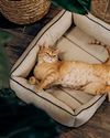 Mystery of Ginger Cat Is out of the Bag