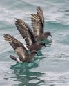 storm petrels in Kalk Bay