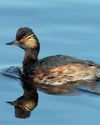 flood impact on wetland birds