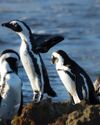 ALONG ROAD but a win for African Penguins0