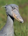 do all birds have EAGLE EYES? do all birds have EAGLE EYES?10