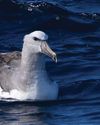 Southern SIGHTINGS MID-MARCH TO MID-MAY 2026 Southern SIGHTINGS MID-MARCH TO MID-MAY 20268