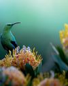BIRDS in bloom BIRDS in bloom12
