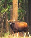 The Return of the Gaur: