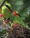 Green Magpies: A Pleasure And A Duty