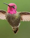 The World's Best-Known Hummingbird?