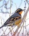 Varied Thrush: Making a bold statement