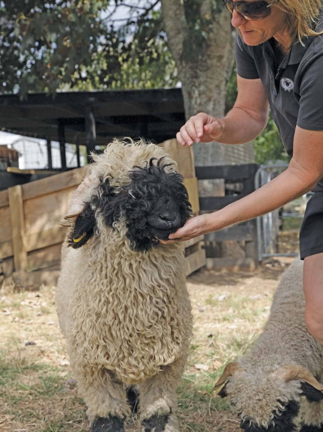 Meet A Cum New zealand dating site sheep