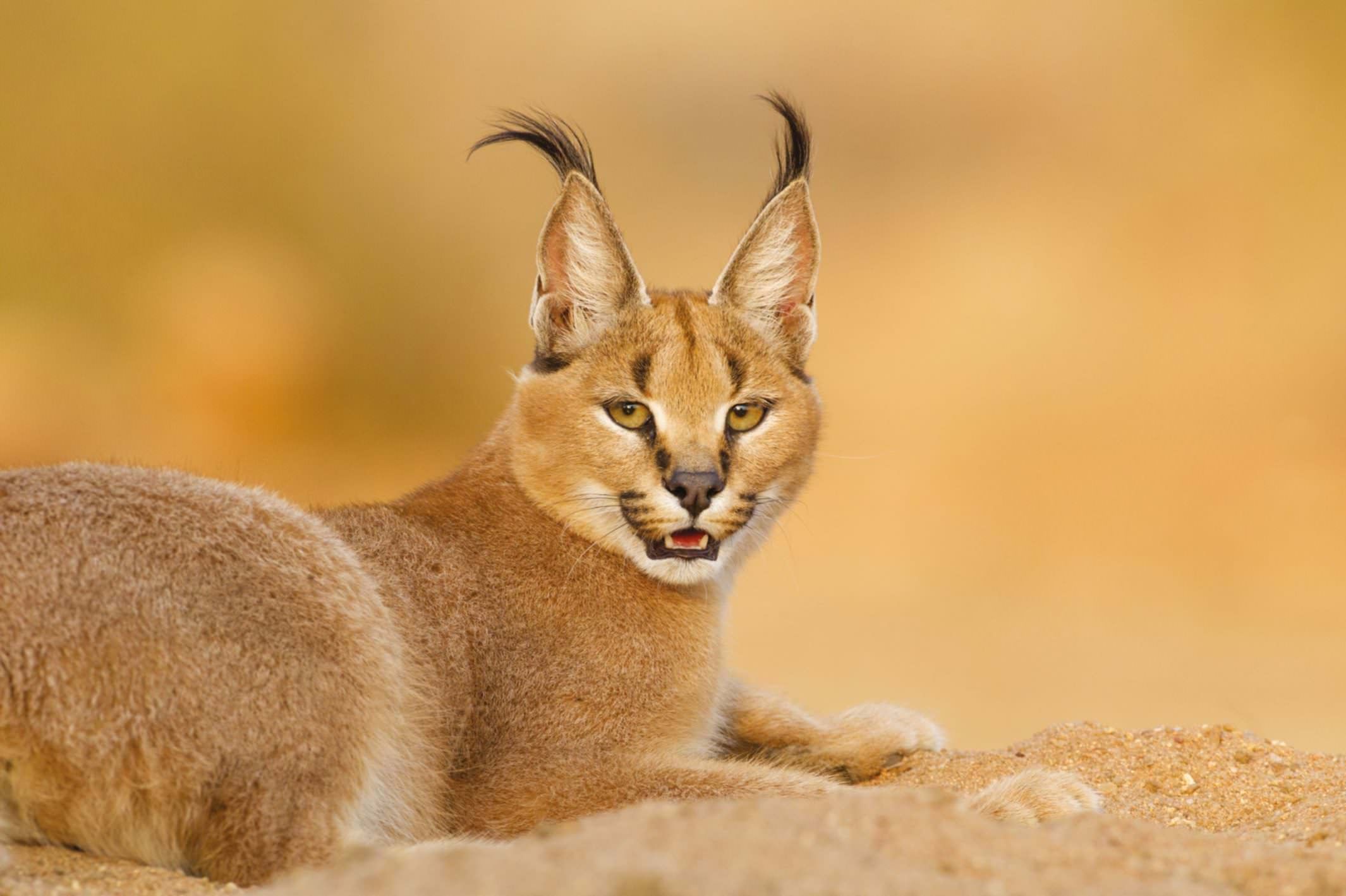 The Caracal