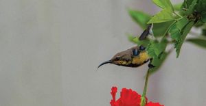 The Birds of Kanha