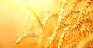 FOOD OUT OF THIN AIR