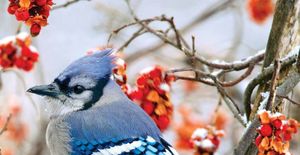 Birding In A Winter Wonderland