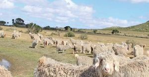World-class Angora Goats From the Southern Cape
