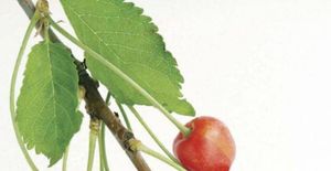PLANT: PREPPER PLANT ADVISOR