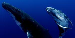 Wildlife Secrets Revealed With Advanced Tracking Devices