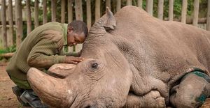 Lecciones del último en su especie