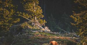 7 Things You Can Do To Preserve Bear Hunting