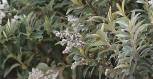 5 Tall Evergreen Hedges