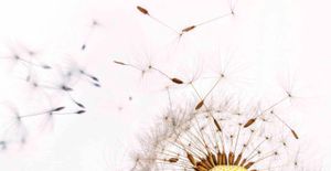 ¿Alergias de primavera?